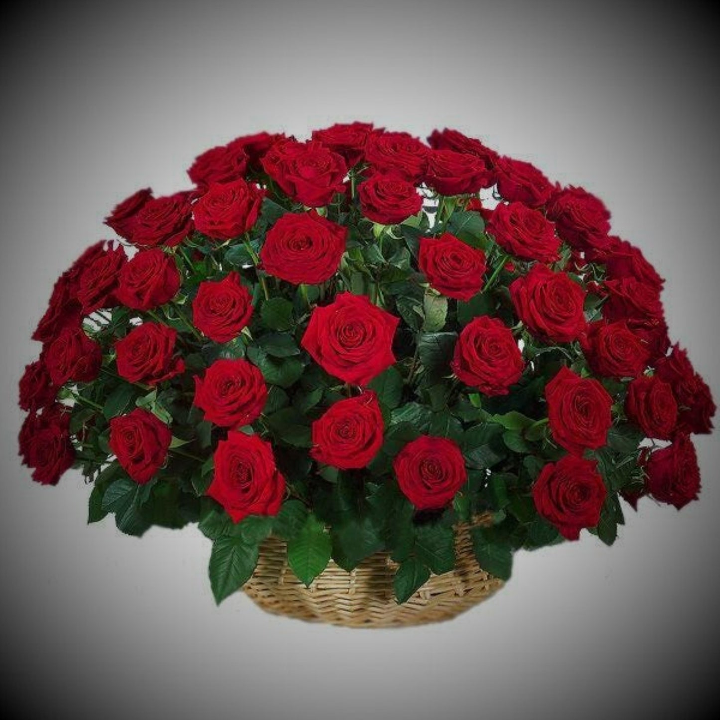 75 red roses in basket