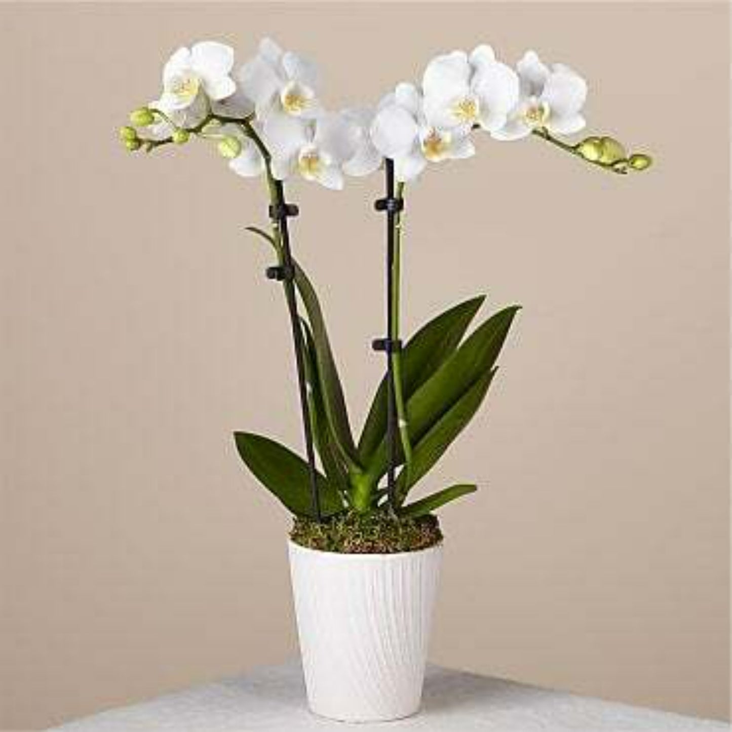 White phaleaenopsis plant