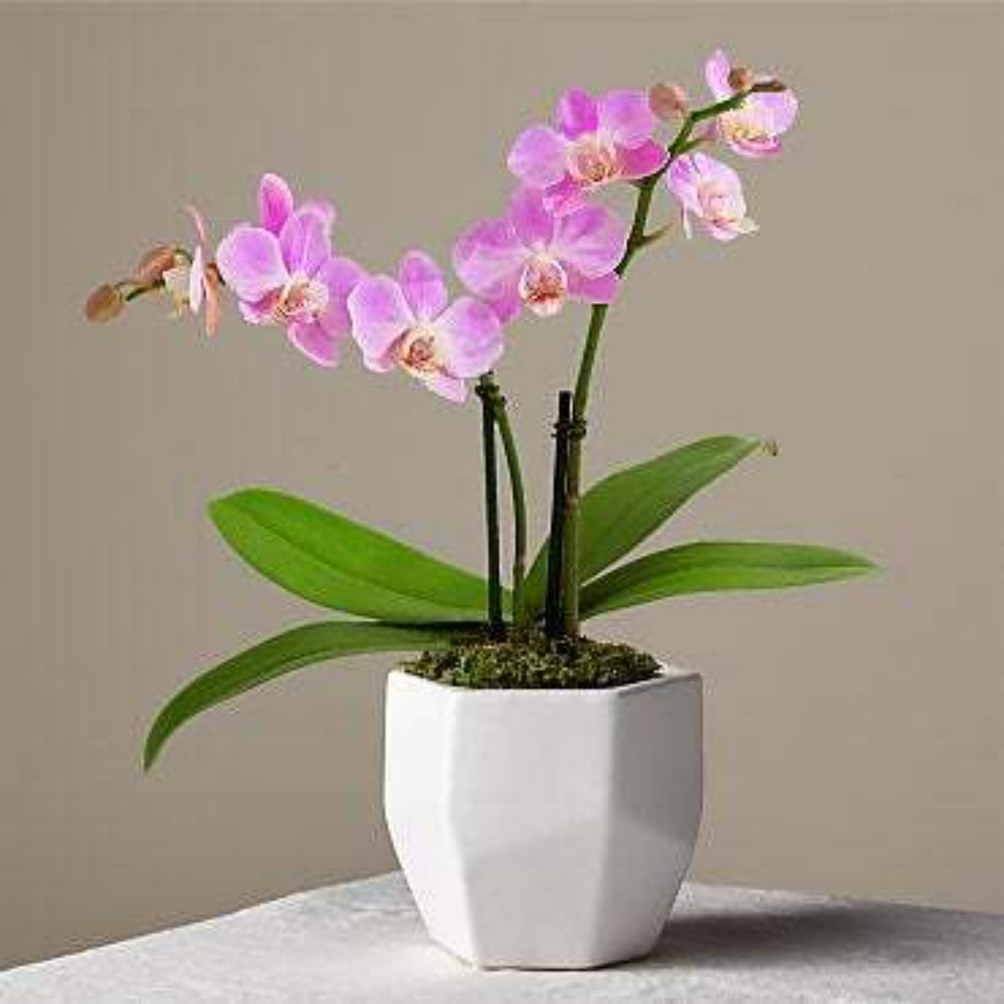 Pink Phalaenopsis Orchid plant
