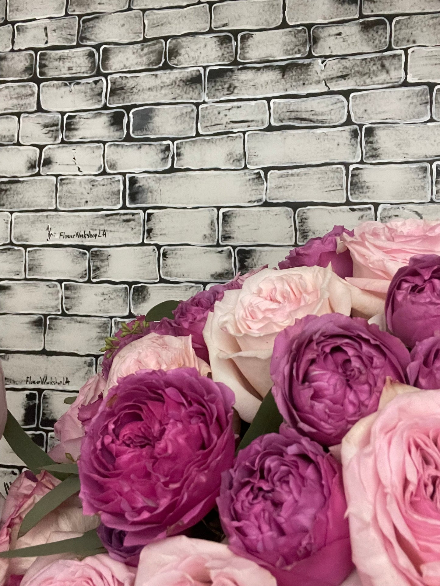 Garden rose