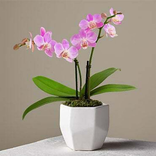 Pink Phalaenopsis Orchid plant